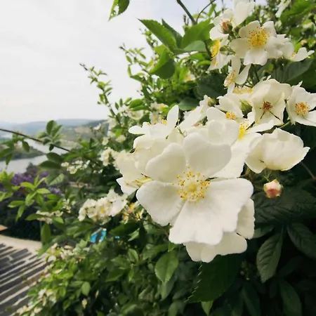 Douro Mesio Holiday home *