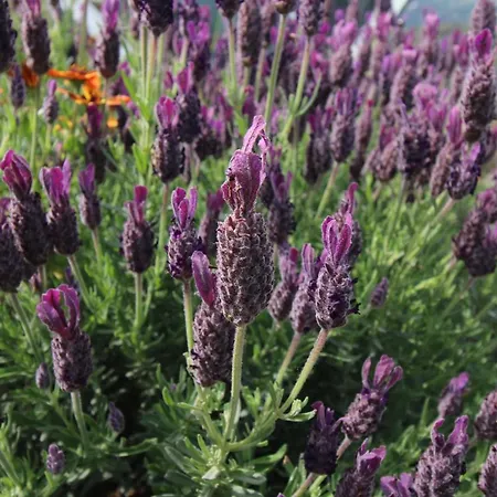 度假居 Douro Mesio 雷森迪