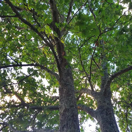 Douro Mesio 度假居 雷森迪