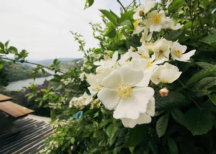 Douro Mesio Feriehus *