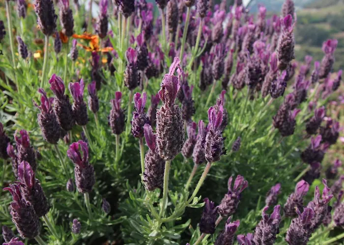 Feriehus Douro Mesio Resende