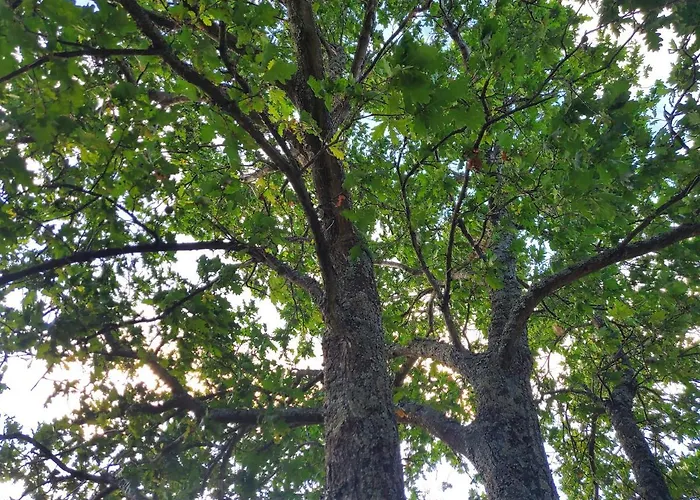 Douro Mesio Feriehus Resende